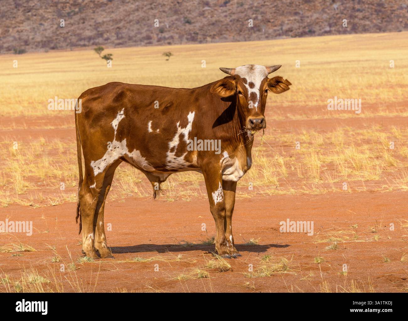 Mucca macchiata nelle sabbie rosse della valle di Marienfluss, Namibia Foto Stock