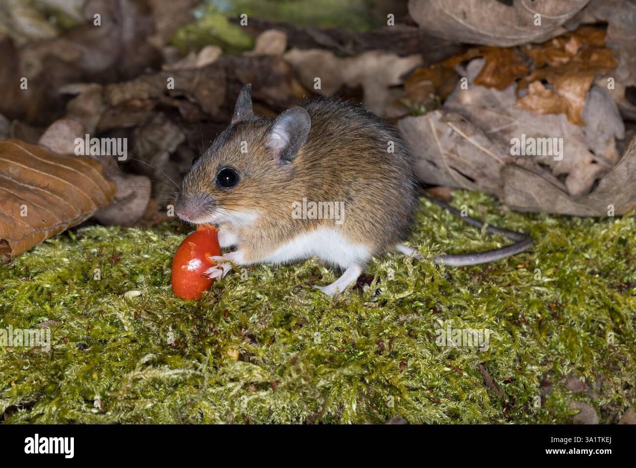 Gelbhalsmaus, frisst Hagebutte, Gelbhals-Maus, Maus, Apodemus flavicollis, topo con collo giallo, topo con collo giallo, topo con collo giallo, topo in legno con collo giallo, S Foto Stock