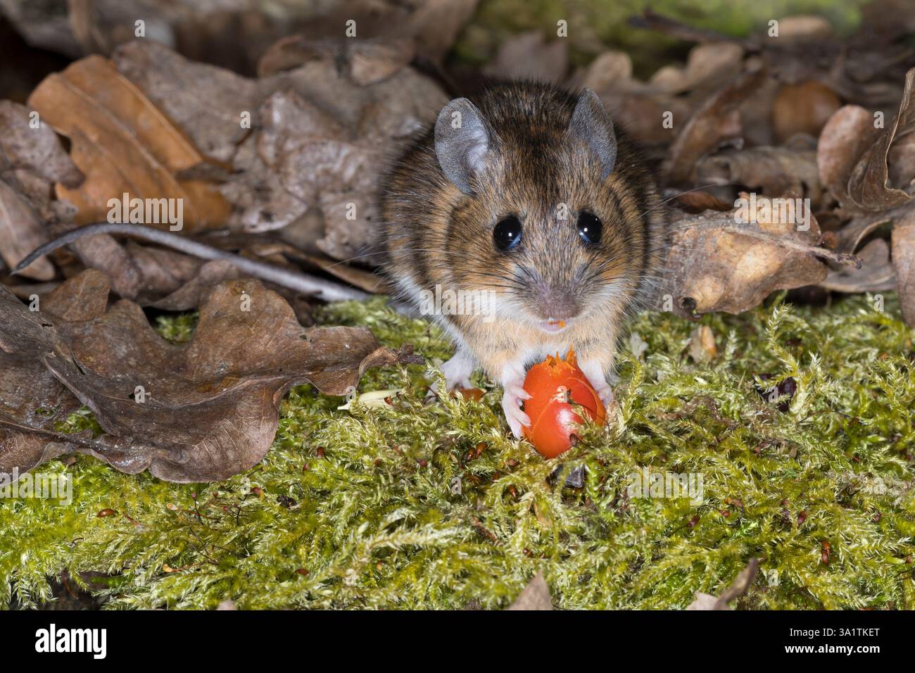 Gelbhalsmaus, frisst Hagebutte, Gelbhals-Maus, Maus, Apodemus flavicollis, topo con collo giallo, topo con collo giallo, topo con collo giallo, topo in legno con collo giallo, S Foto Stock