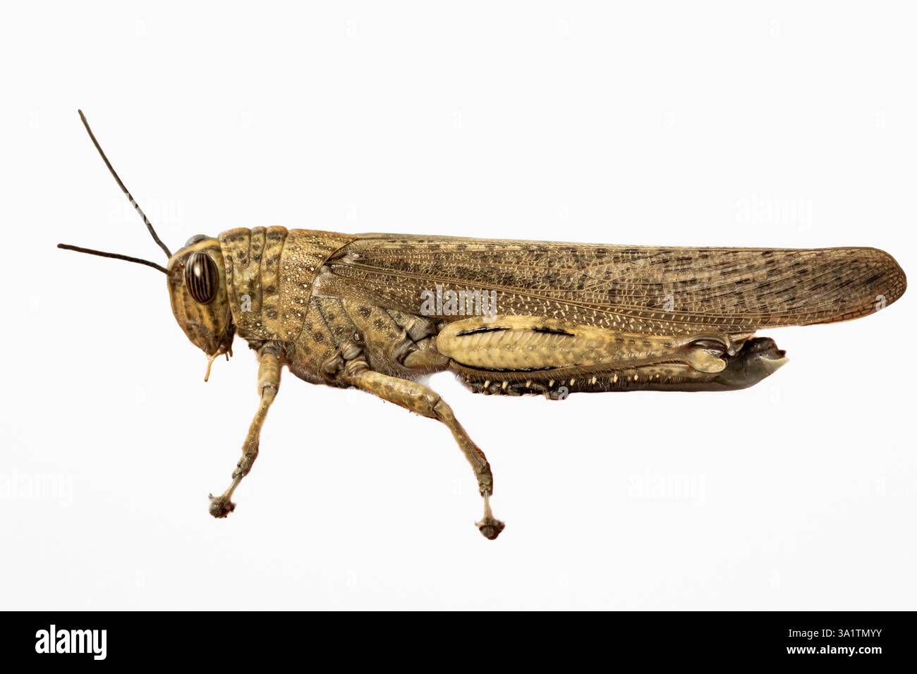 Locusta dal primo piano laterale isolata su sfondo bianco. Cavalletta marrone Cyrtacanthacris tatarica. Cavalletta egiziana o locusta egiziana. Deserto loc Foto Stock