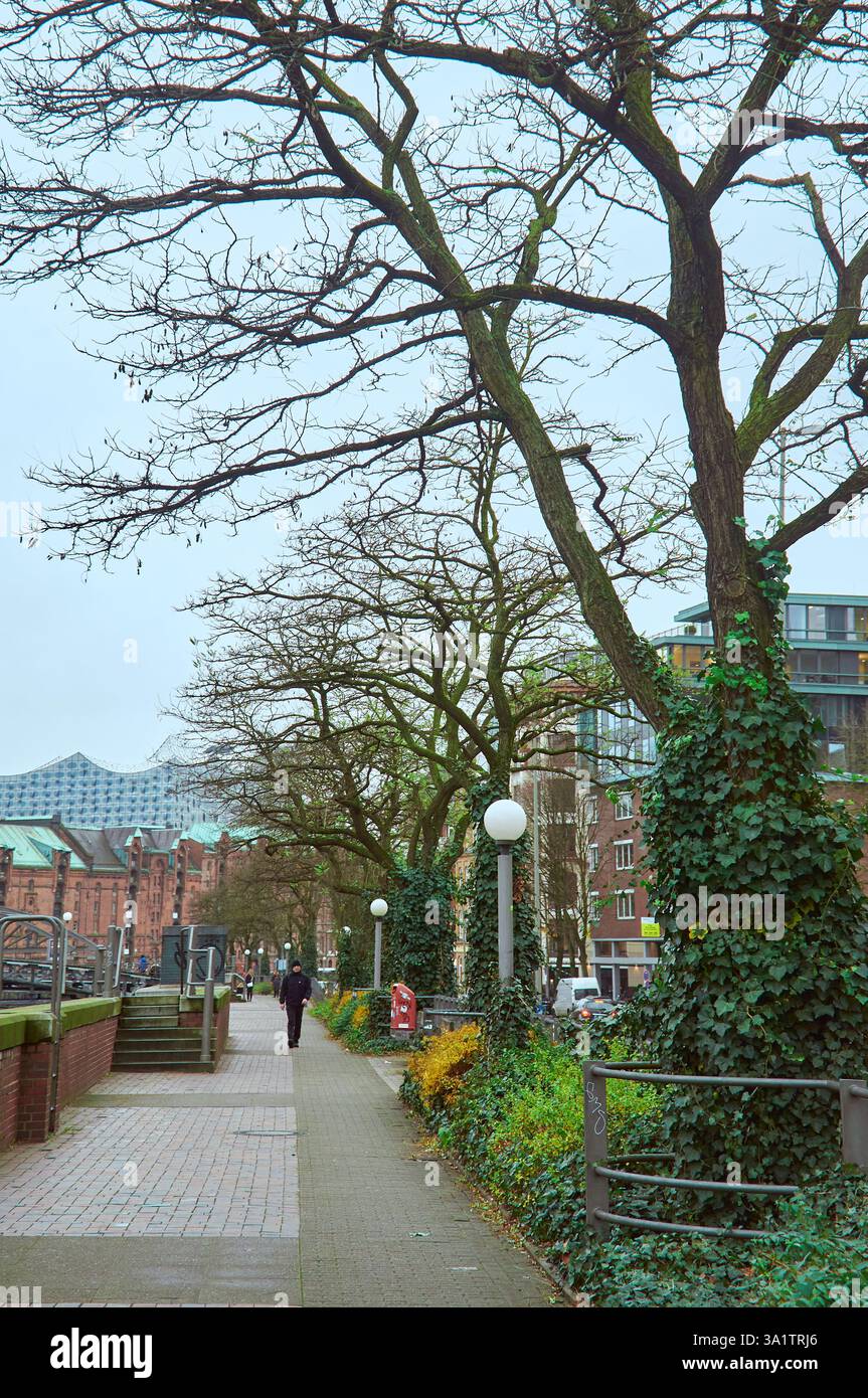 Amburgo, Germania - 12.07.2015 Un uomo cammina lungo il lungomare di Amburgo, fiancheggiato da alberi con tronchi ricoperti di edera Foto Stock