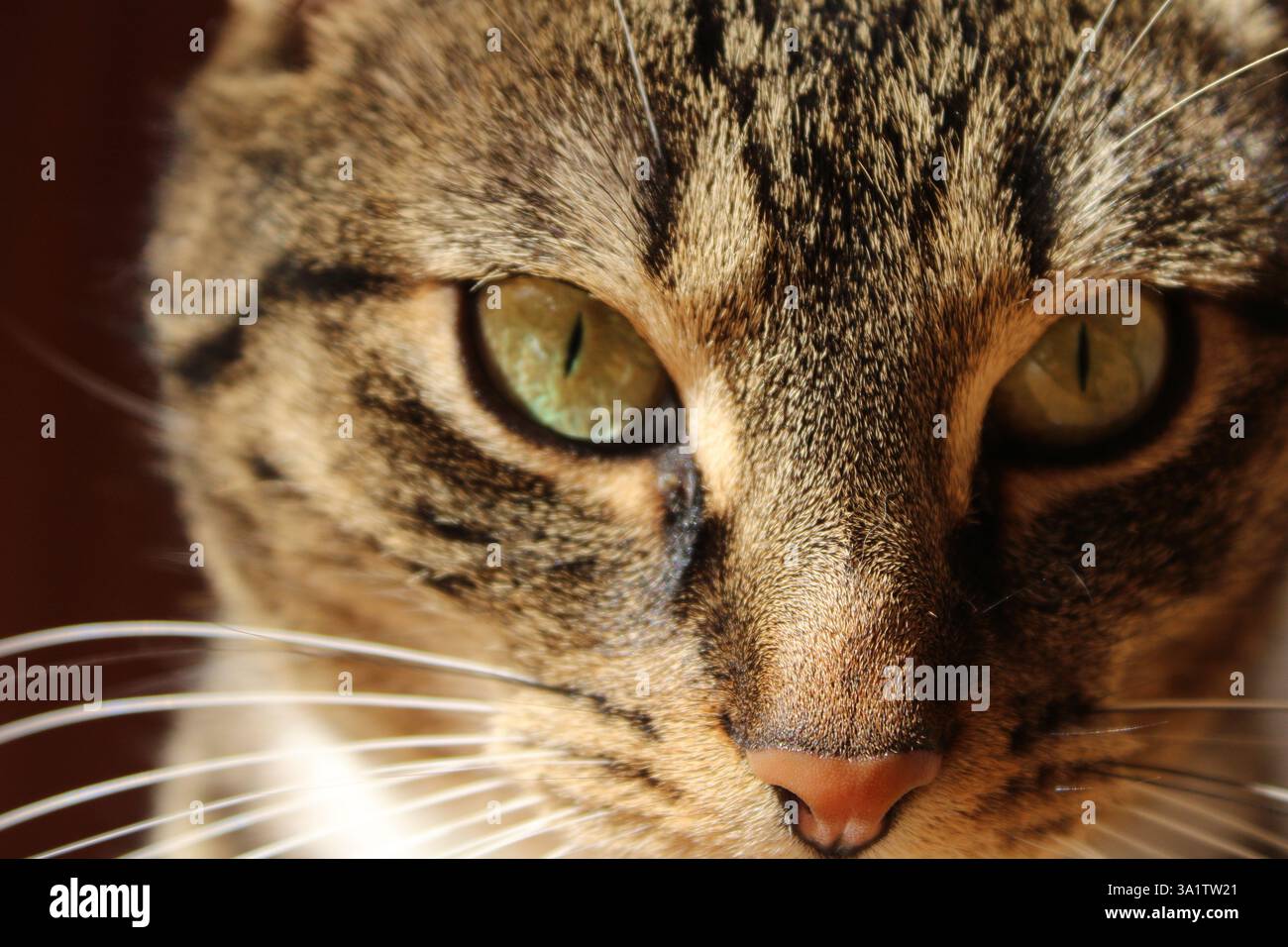 Faccia di gatto da tabby da primo piano, occhio verde a fuoco nitido, motivi di pelliccia visibili luce calda baffi morbidi, aspetto naturale, animale domestico, casa felice Foto Stock