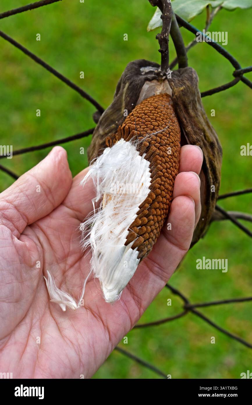 Semi secchi di erba da latte comune (Asclepias syriaca) a portata di mano Foto Stock