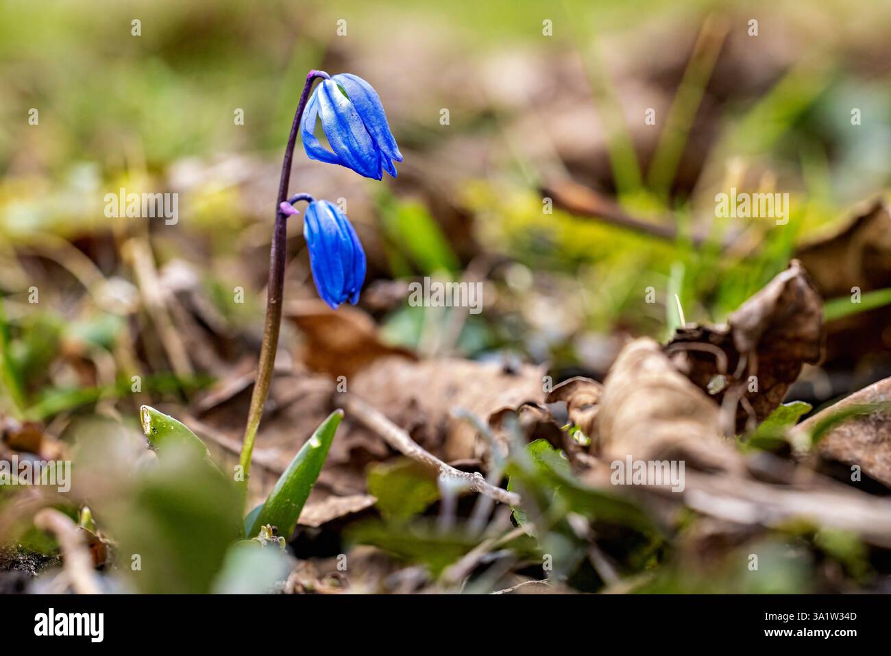 Lo squill blu siberiano in primavera Foto Stock