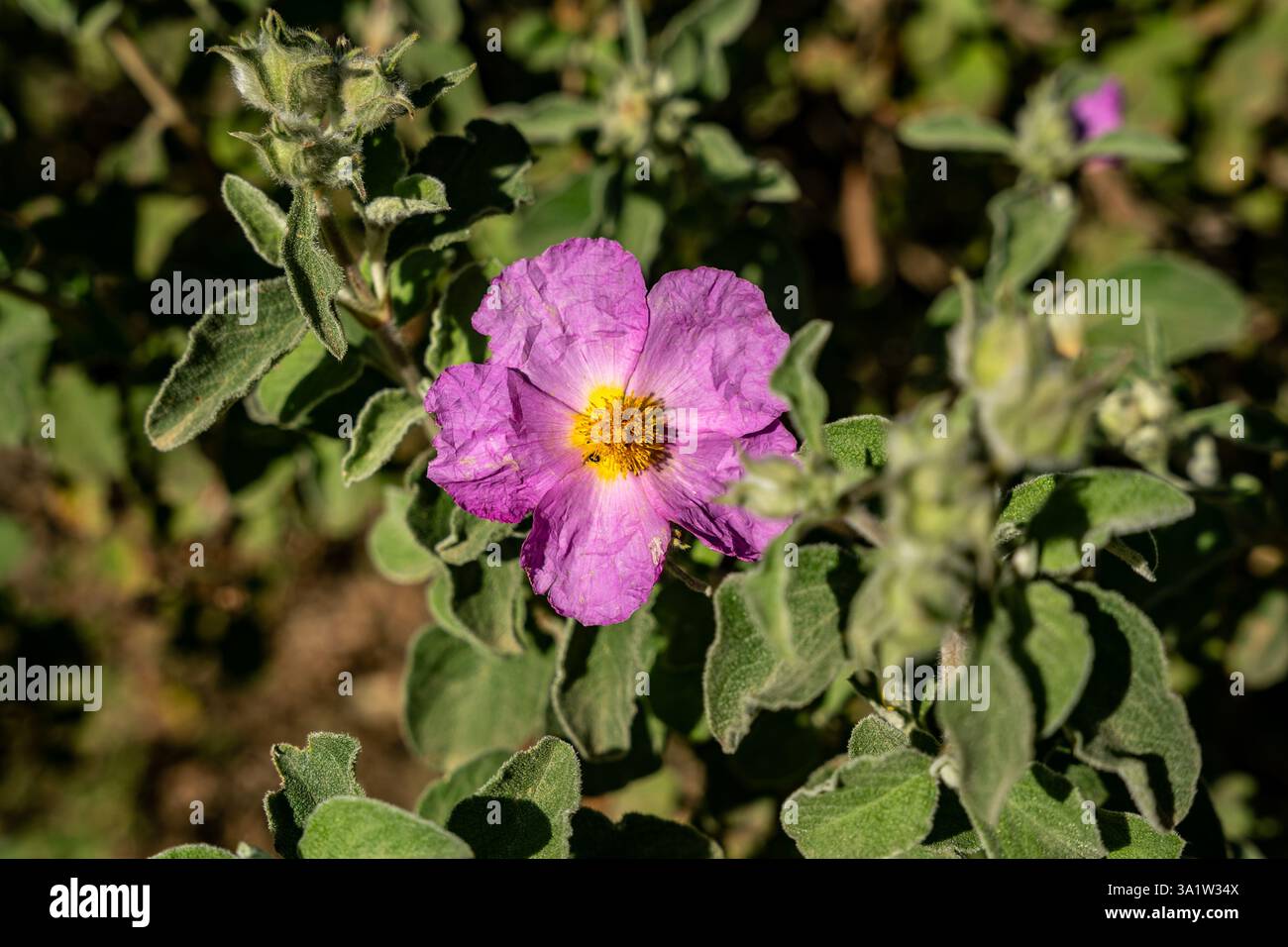 Cistus albidus o cisto dalla foglia grigia, specie arbustive , con fiori rosa, nel Parco Archeologico di Baratti e Populonia, Toscana, Italia Foto Stock