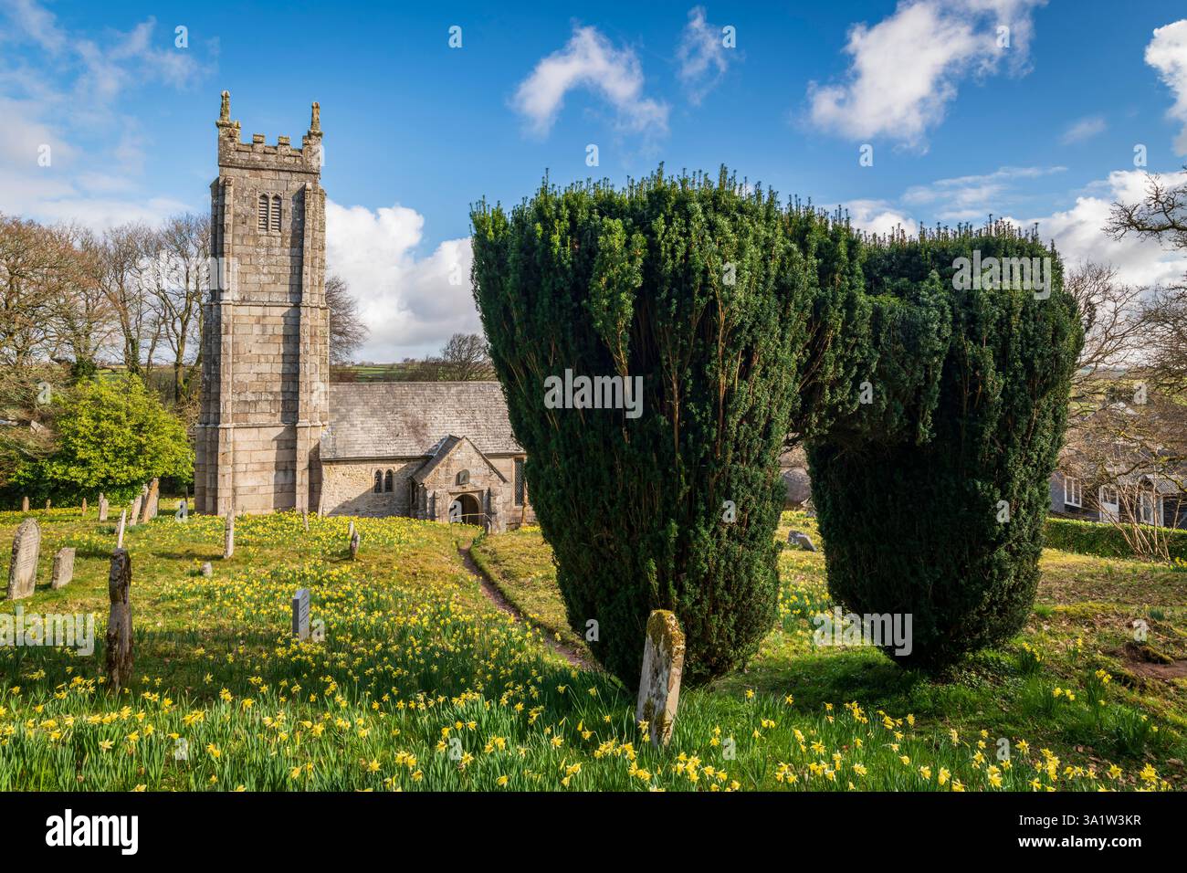 Arco dell'albero di Yew nel cimitero coperto di Daffodil della chiesa di Santa Maria Vergine a Throwleigh, Dartmoor National Park, Devon, Inghilterra. Foto Stock