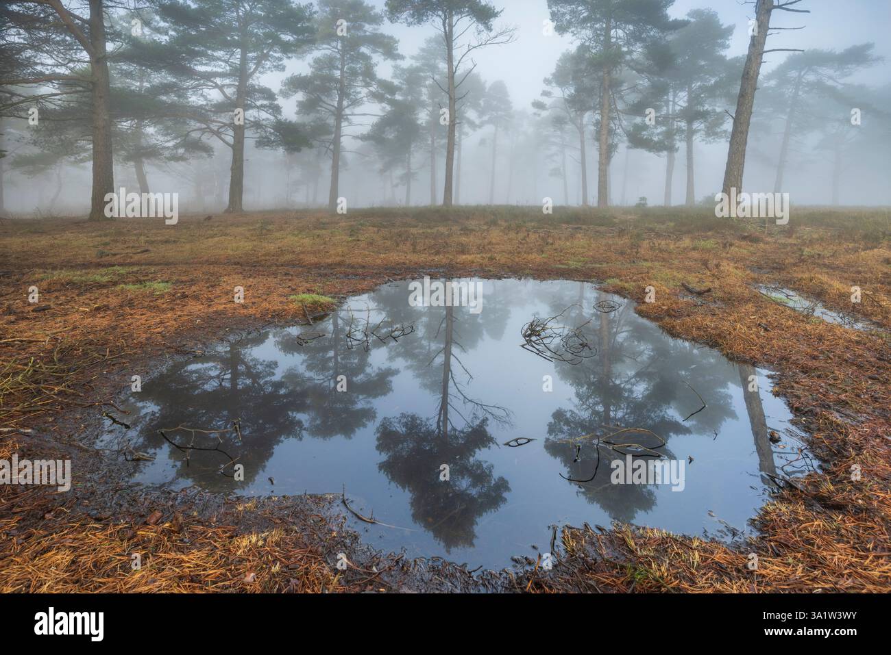 Riflessi di alberi in un bosco di pini nebbiosi, Haldon Forest, Devon, Inghilterra. Inverno (gennaio) 2025. Foto Stock