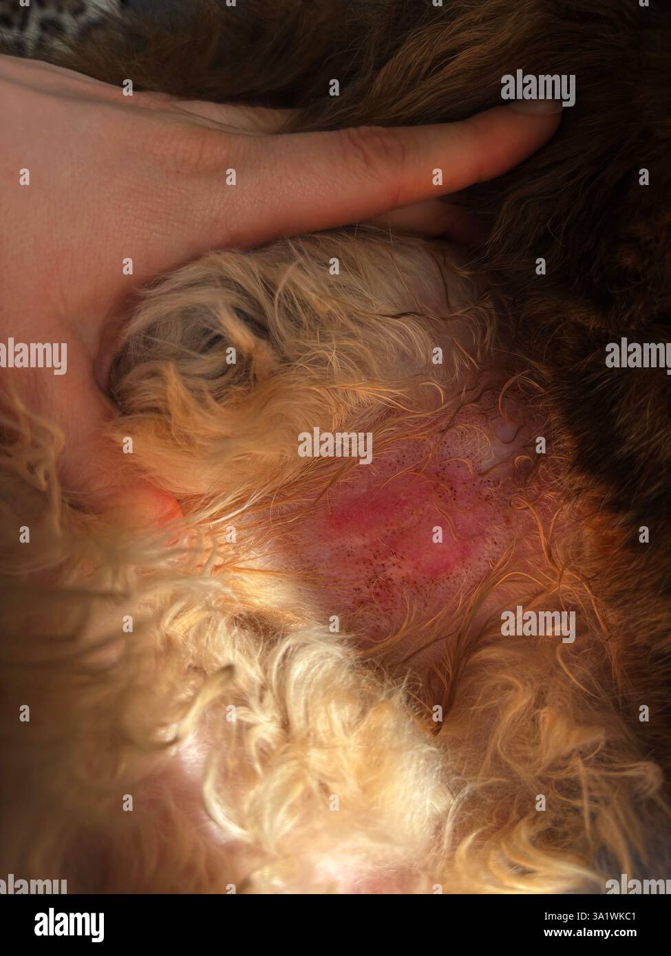 Primo piano della pelle di gatto senza pelliccia, animale ferito. Trapelato luogo doloroso, aiuto veterinario per salute animale domestico. Foto Stock