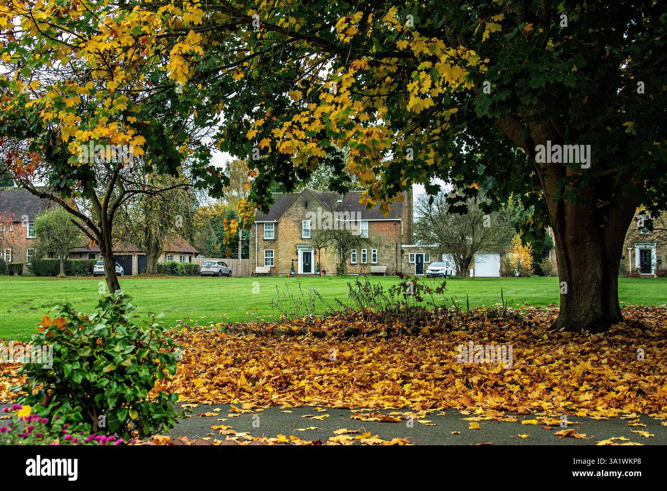 Un grande albero di sicomoro che sparge le sue foglie nell'autunno inglese - o autunno. Foto Stock