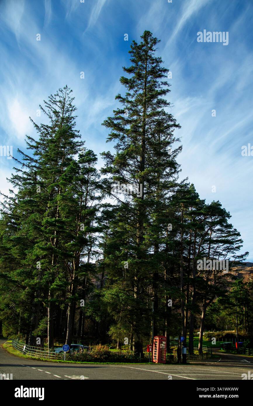 Una cassetta postale britannica rossa brillante su un palo nero, e una cassetta telefonica, sotto alti alberi di sequoia, da ringhiere verdi, a Stochnachlachar, sul lago Katrine in Foto Stock