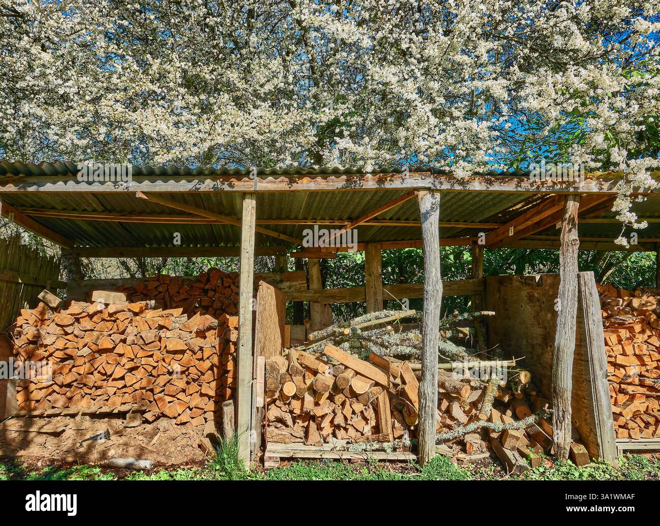 Legna da ardere impilata sotto un capannone rustico circondato da fioriture primaverili Foto Stock