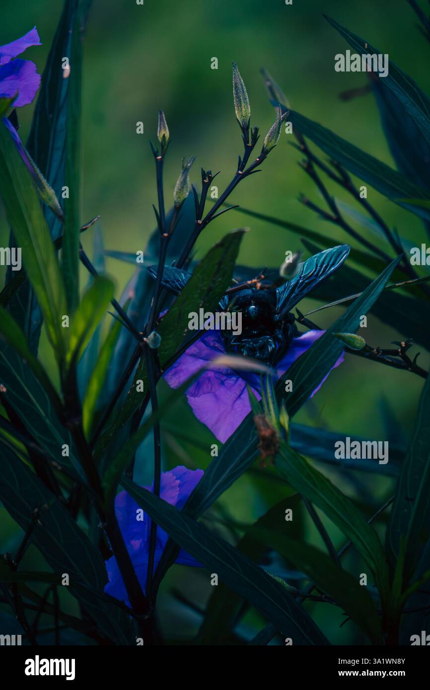 grande ape nera che raccoglie il polline Foto Stock