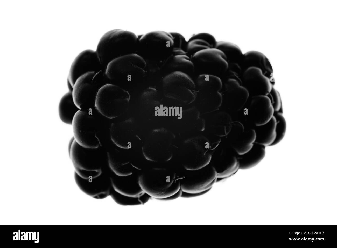 Un singolo blackberry retroilluminato su sfondo bianco Foto Stock