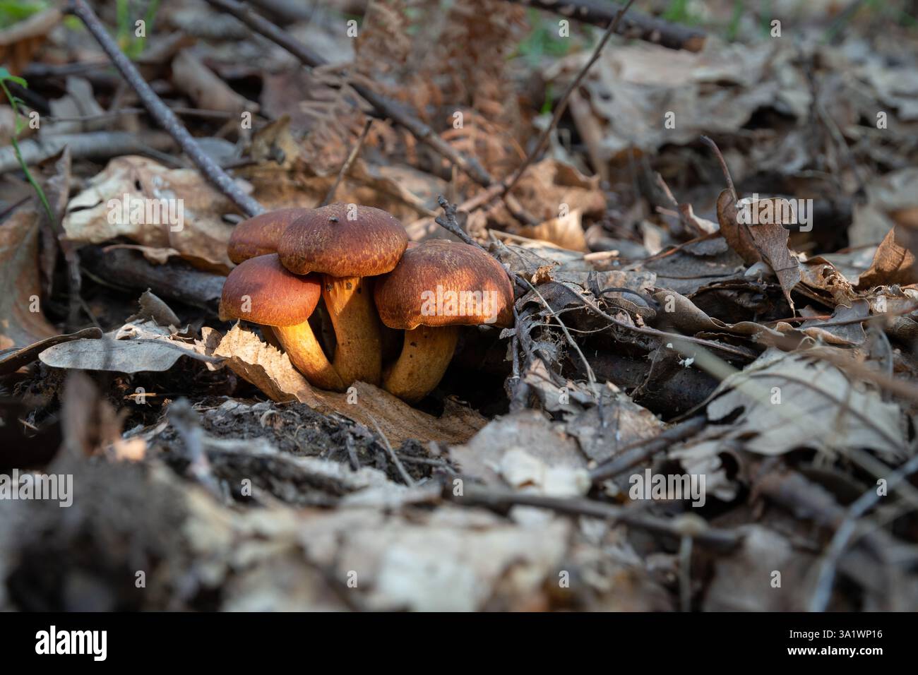 Vecchi funghi in decadenza sul pavimento della foresta circondati da foglie secche e piccole mosche sedute su uno di essi Foto Stock