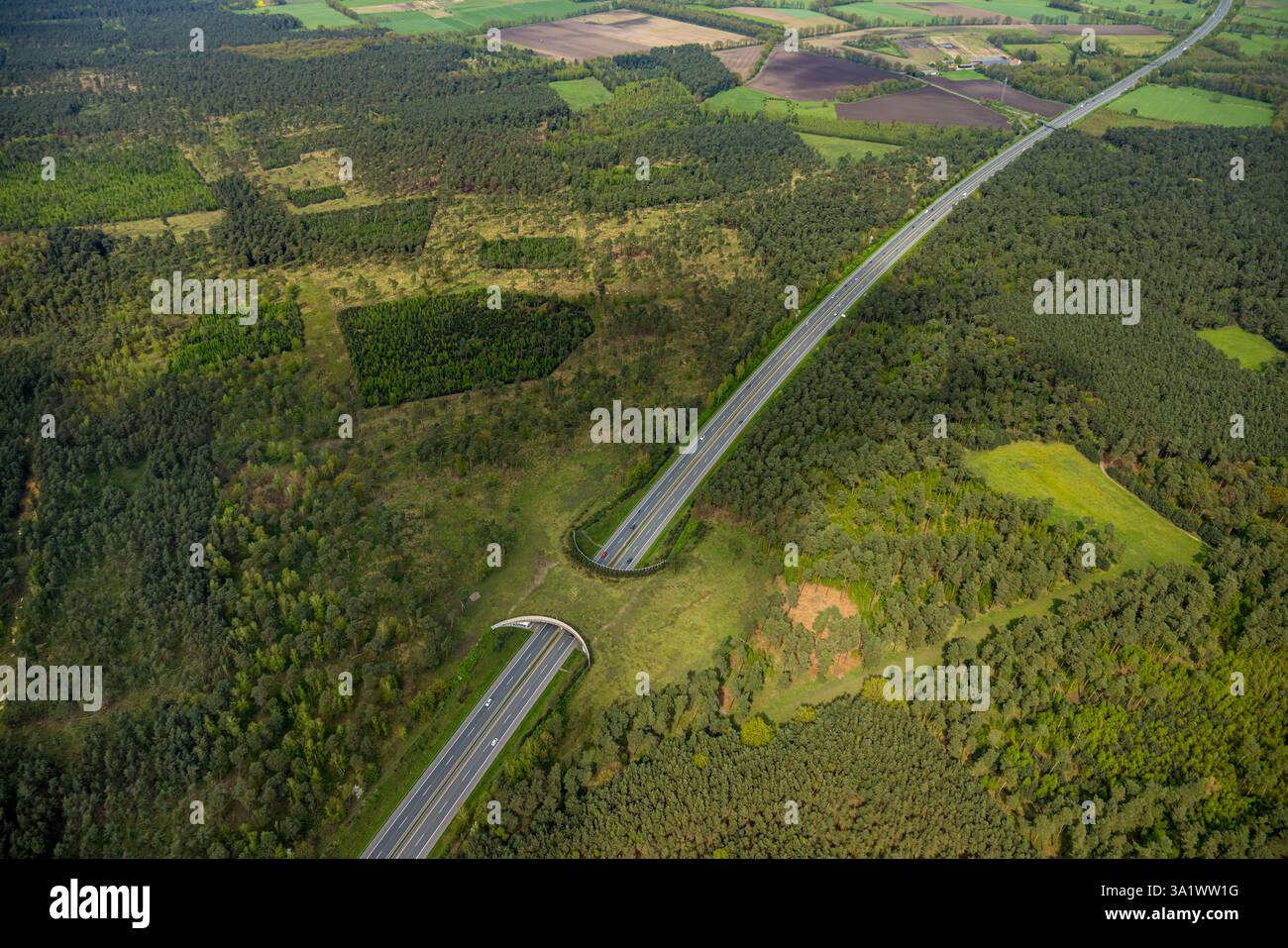 Vista aerea, area forestale Üfter di Mark, autostrada A31 con ponte verde o ponte per la caccia per attraversare in sicurezza animali selvatici, selvaggina, Altschermbeck, CH Foto Stock