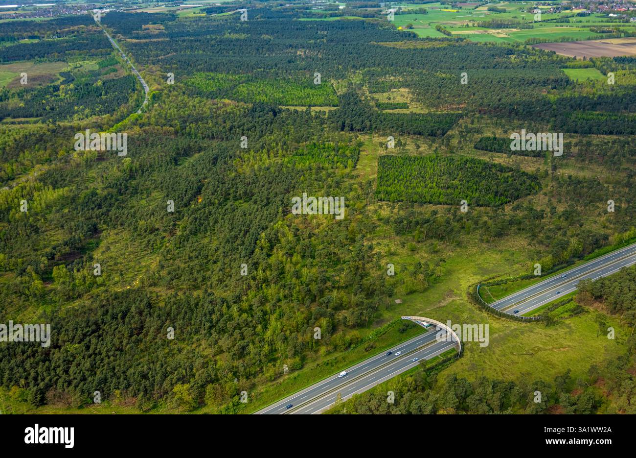 Vista aerea, area forestale Üfter di Mark, autostrada A31 con ponte verde o ponte per la caccia per attraversare in sicurezza animali selvatici, selvaggina, Altschermbeck, CH Foto Stock