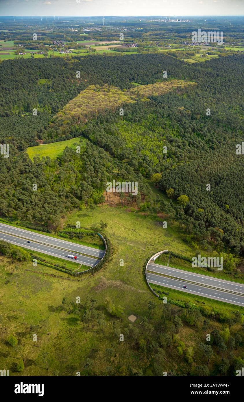 Vista aerea, area forestale Üfter di Mark, autostrada A31 con ponte verde o ponte per la caccia per attraversare in sicurezza animali selvatici, selvaggina, Altschermbeck, CH Foto Stock
