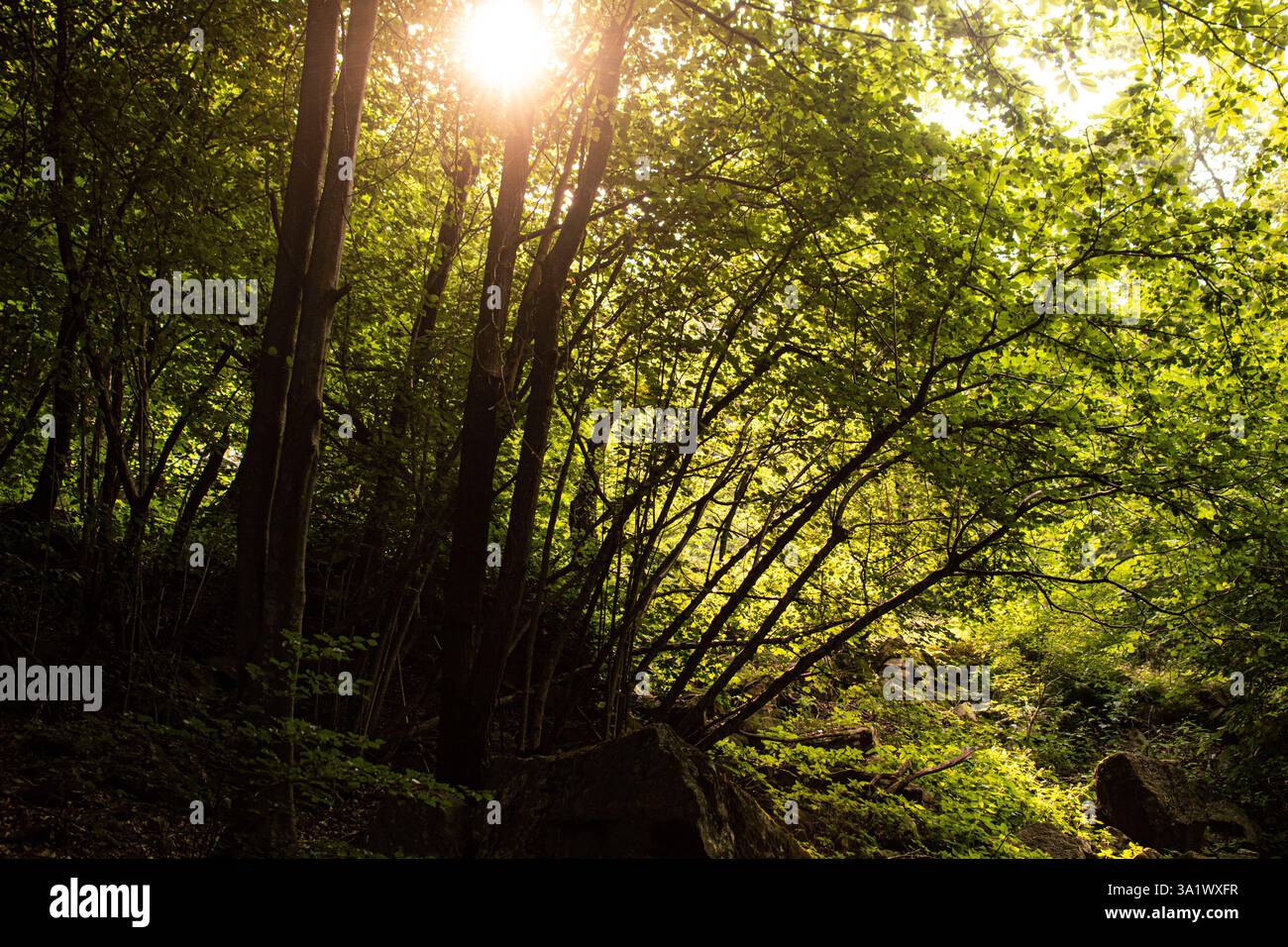 La luce del sole filtra attraverso la fitta tettoia della foresta, proiettando un caldo bagliore sul pavimento del bosco, creando una scena naturale tranquilla e incontaminata. Foto Stock