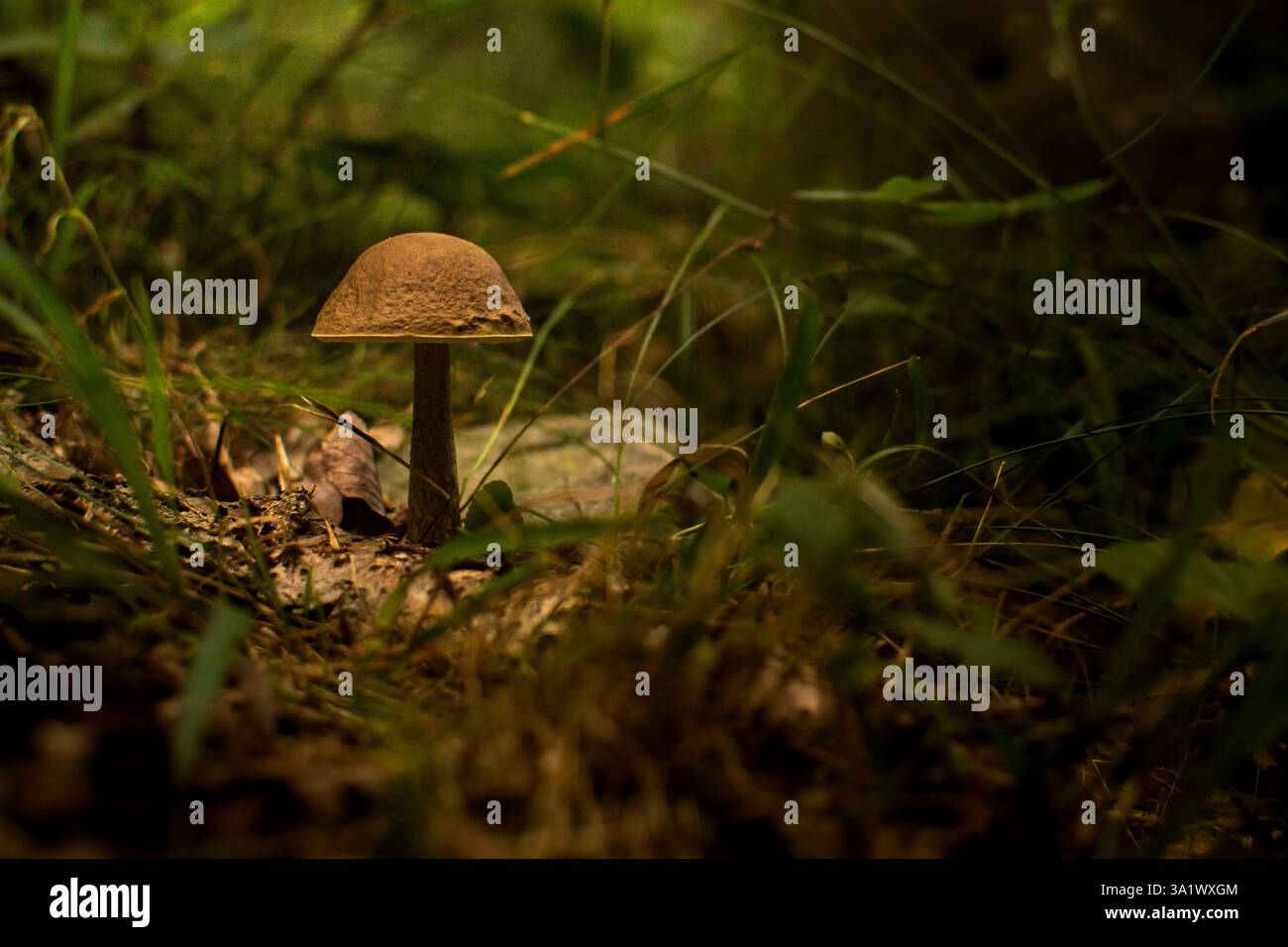 Un fungo selvatico che emerge dal bosco, circondato da erba e foglie. Una visione ravvicinata della bellezza intricata e organica della natura. Foto Stock