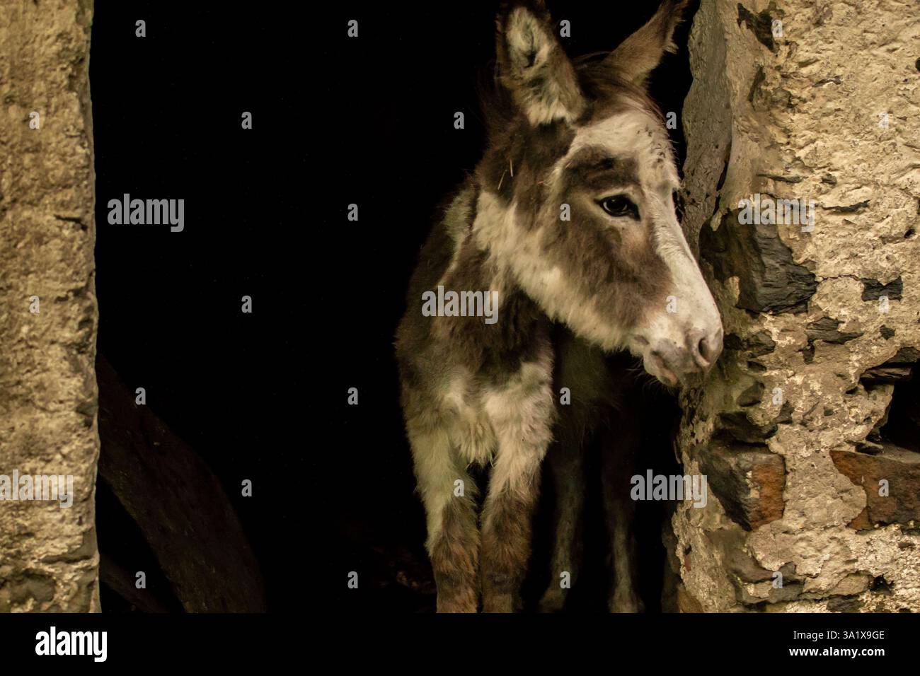Un giovane asino sbircia attraverso la porta di un vecchio fienile di pietra, mescolando fascino rustico e nostalgia di campagna in un ambiente rurale senza tempo. Foto Stock