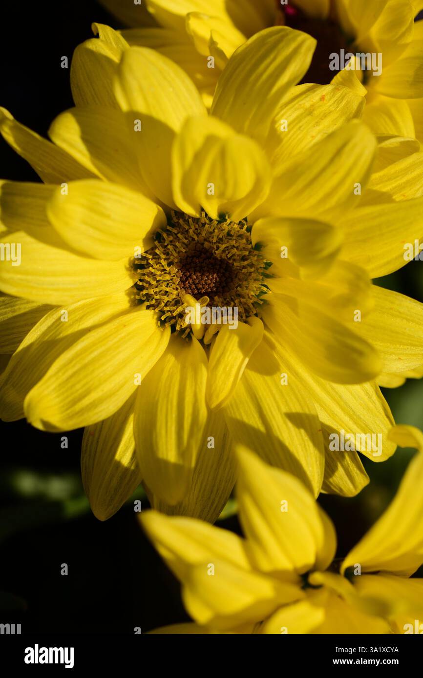 Close up fiore giallo Foto Stock