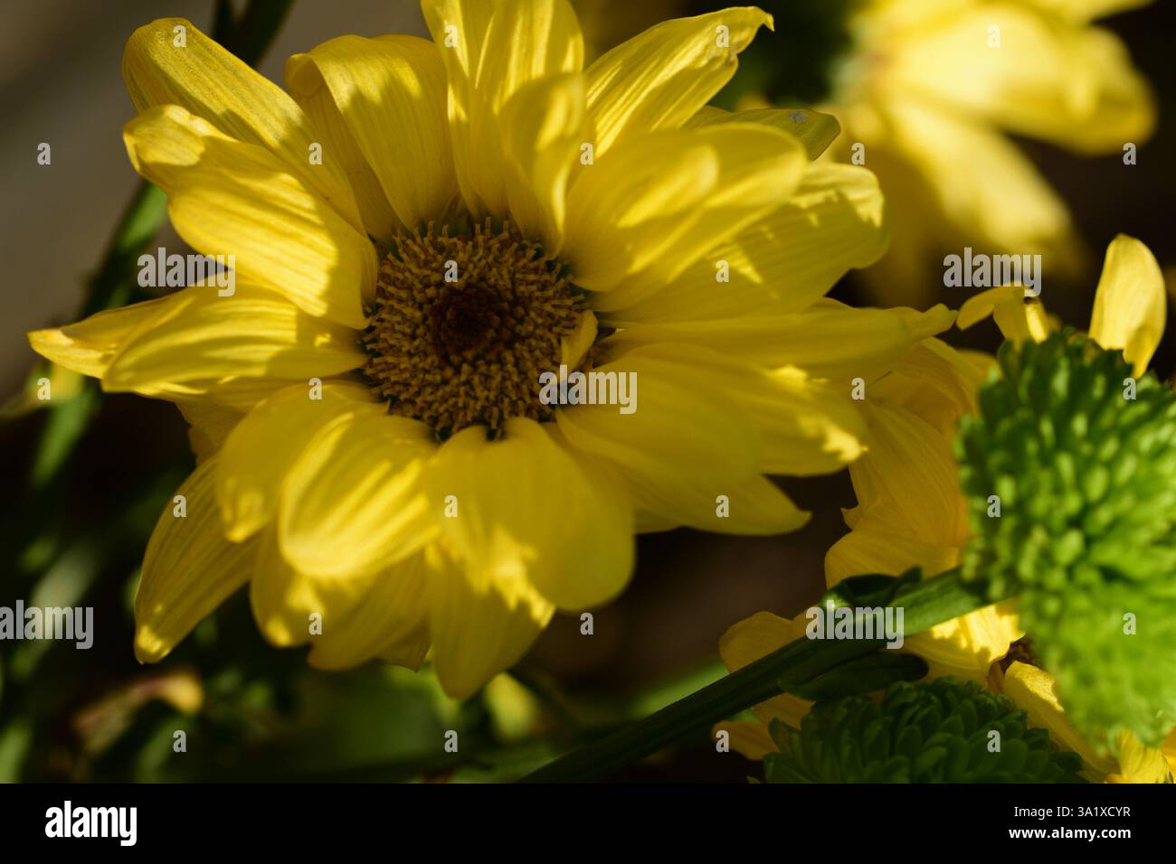 Close up fiore giallo Foto Stock
