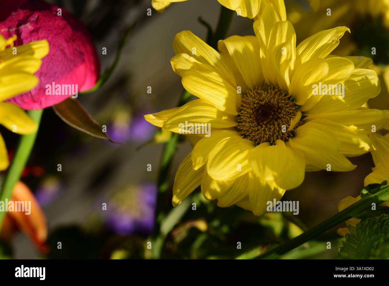 Close up fiore giallo Foto Stock
