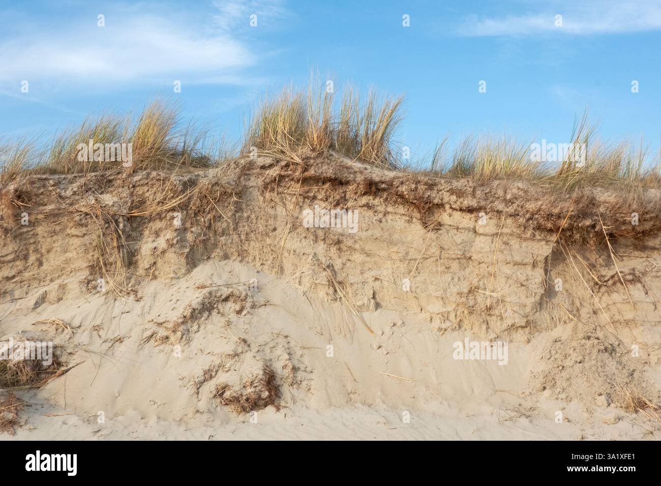 Metropolitana esteso sistema di radici di erba Marram diventa visibile dopo l'erosione di una duna Foto Stock Metropolitana esteso sistema di radici di erba Marram diventa visibile dopo l'erosione di una duna Foto Stock