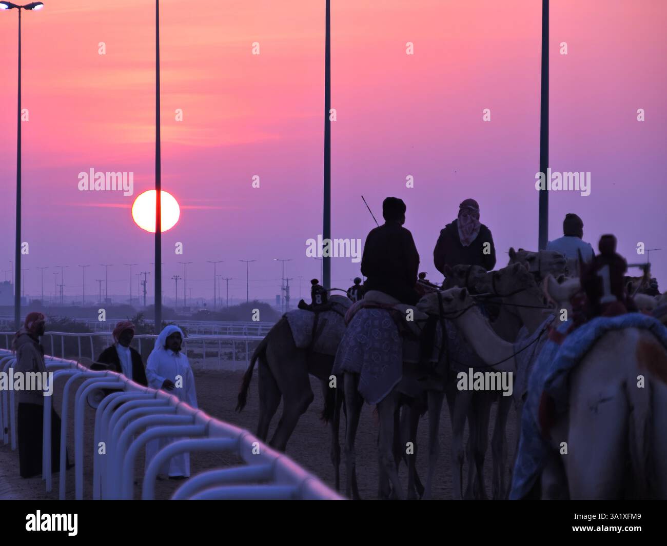 Corsa araba a dorso di cammello - mattina presto Foto Stock