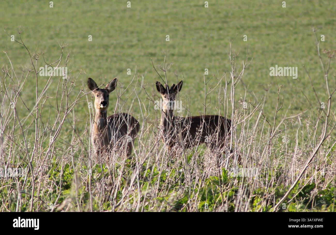 Due giovani cervi selvaggi (Capreolus) attenti e curiosi di possibili pericoli Foto Stock