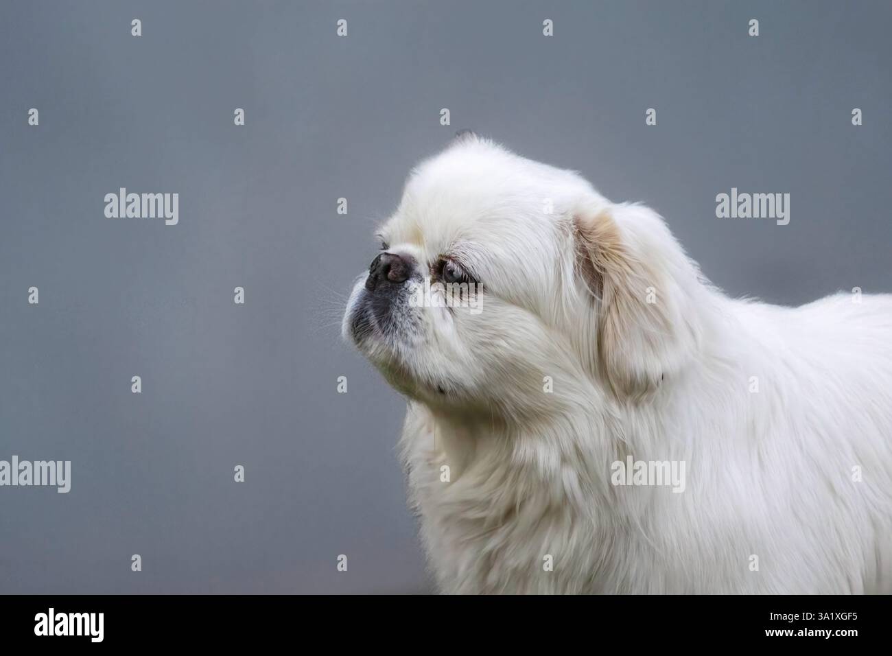 Piccola, pekinese bianco di 8 anni Foto Stock