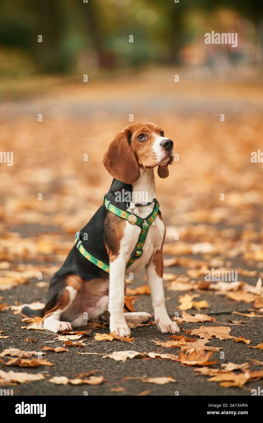 Il simpatico cane spaniel cocker è seduto a terra nel parco con foglie cadute. Foto Stock
