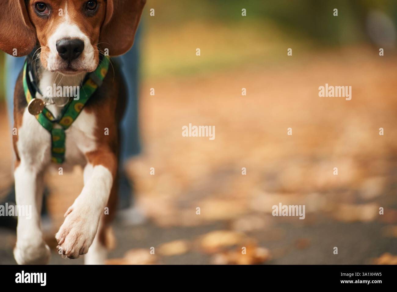 Bel ritratto di cane spaniel cocker, sulla passeggiata. Sagoma di persona dietro, sfocato. Foto Stock