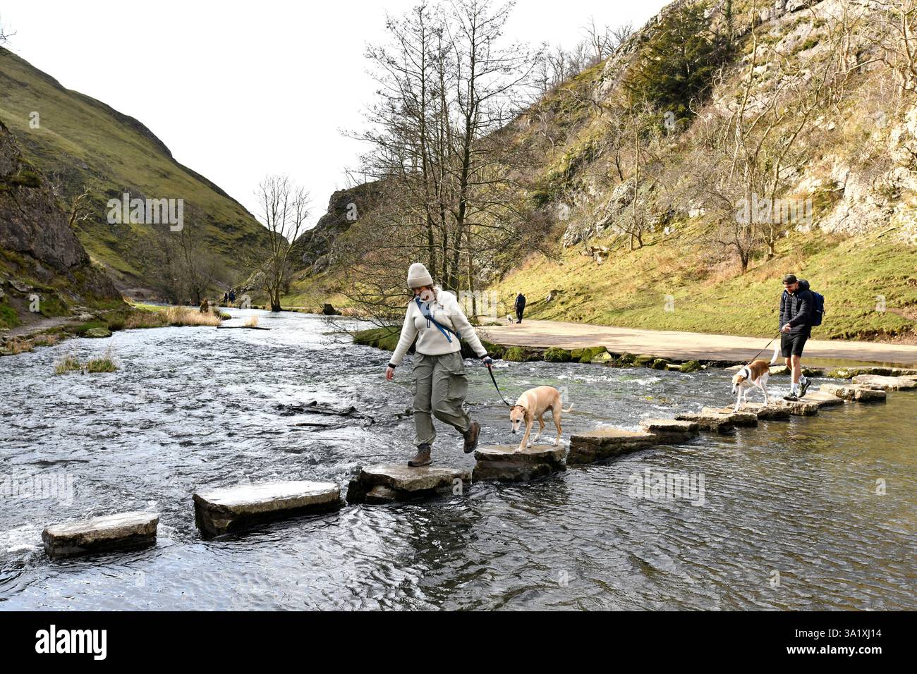 The Stepping Stones a Dovedale, Peak District, Derbyshire, Inghilterra, Regno Unito. Escursionisti con cani che attraversano il fiume dove. Foto Stock