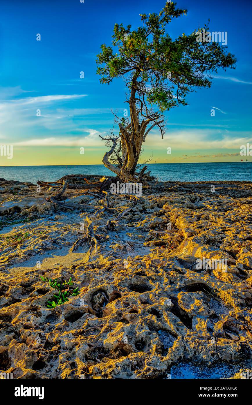 Mangrovie nere che crescono sulla sezione calcarea affilata di Sombrero Beach a Marathon Key, Lower Florida Keys Foto Stock
