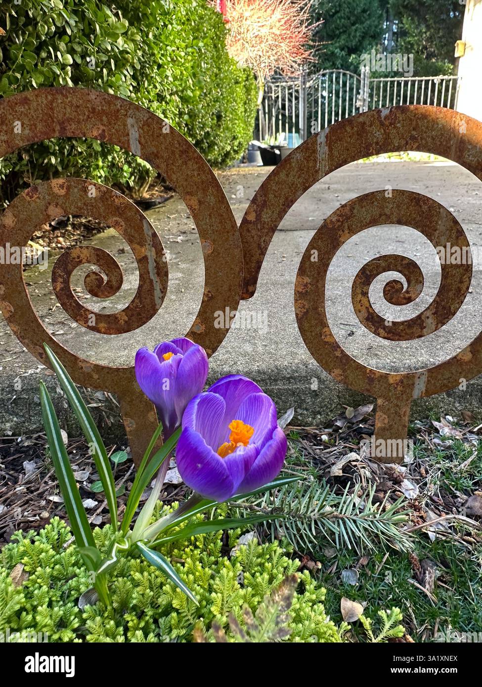 Fiori di cocco di primavera viola in un giardino accanto a un bordo a spirale. Foto Stock