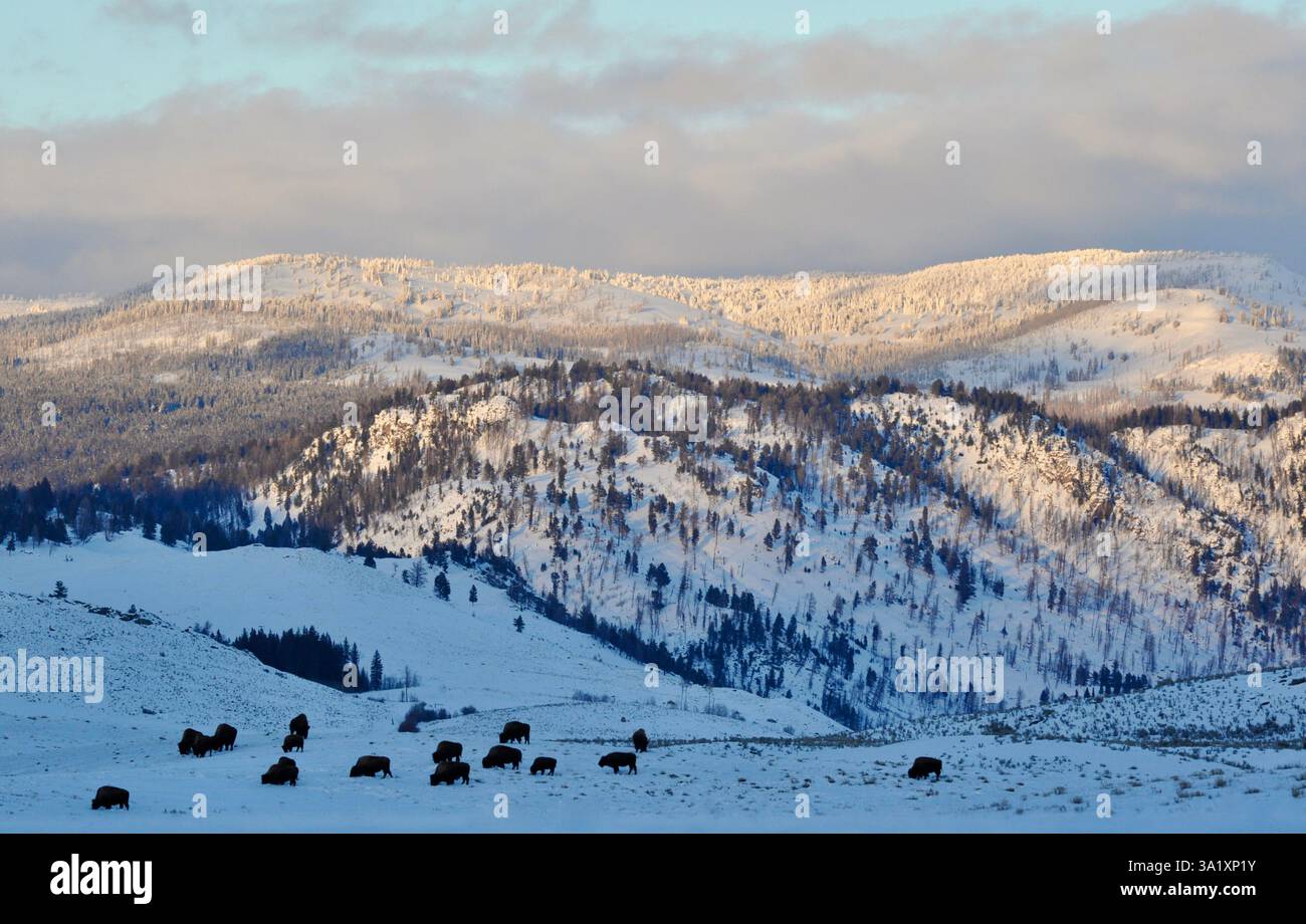 Paesaggio serale invernale con bisonti pascoli e montagne innevate, il parco nazionale di Yellowstone. Foto Stock