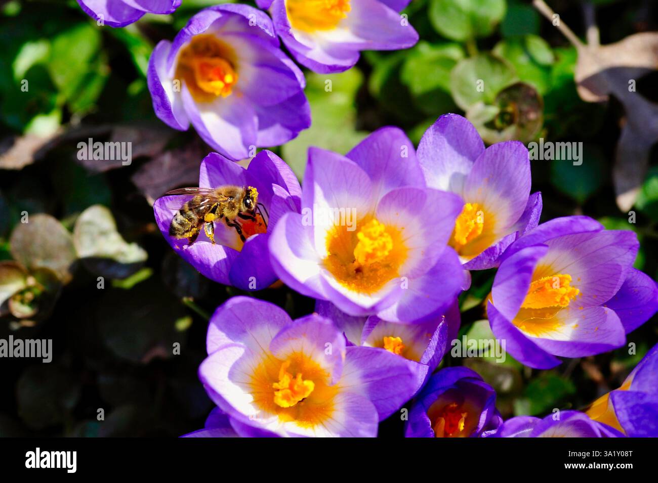 Un'ape alveare si forgia in fiori di cocco luminosi, fonti di polline precoci per la fauna selvatica del giardino primaverile. Foto Stock