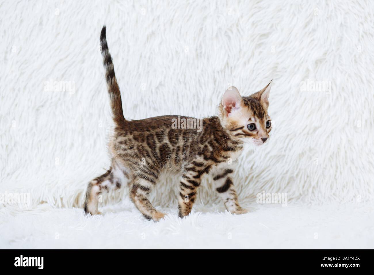 Un vivace gattino del bengala si aggira intorno a una morbida texture bianca, dimostrando una giocosa curiosità. Il piccolo felino esamina l'ambiente circostante con coinvolgente Foto Stock