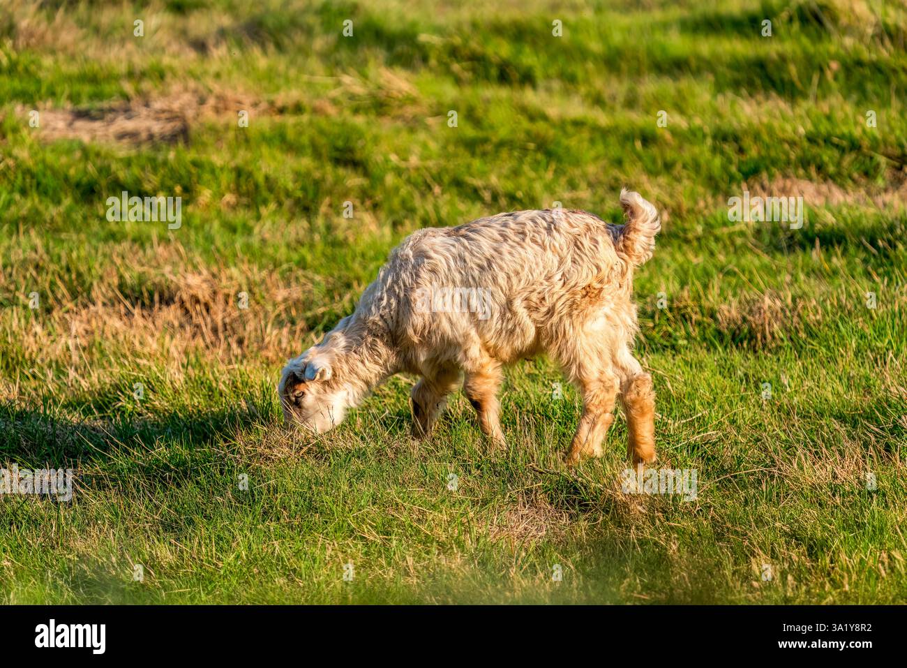 Una capra al pascolo. Capra in Turchia Foto Stock