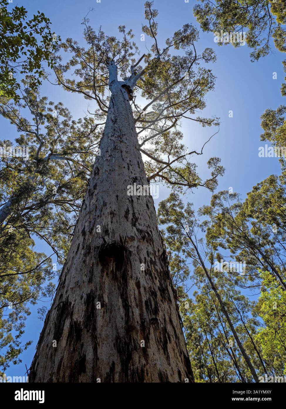 Il re Karri sul fiume Donnelly Foto Stock