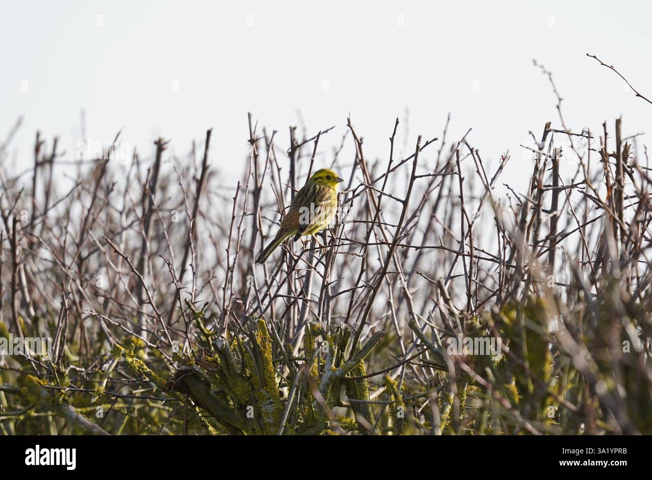 Maschio giallastro (emberiza citrinella) in una siepe, Cambridgeshire, Regno Unito Foto Stock