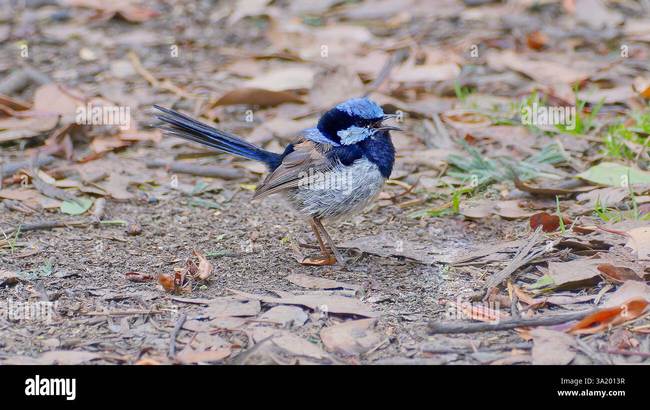 Blu maschile superba Fairywren (Malurus cyaneus) in colori riproduttivi sul fondo secco della foresta durante il giorno coperto alla Liffey Forest Reserve, Tasmania, Australia Foto Stock