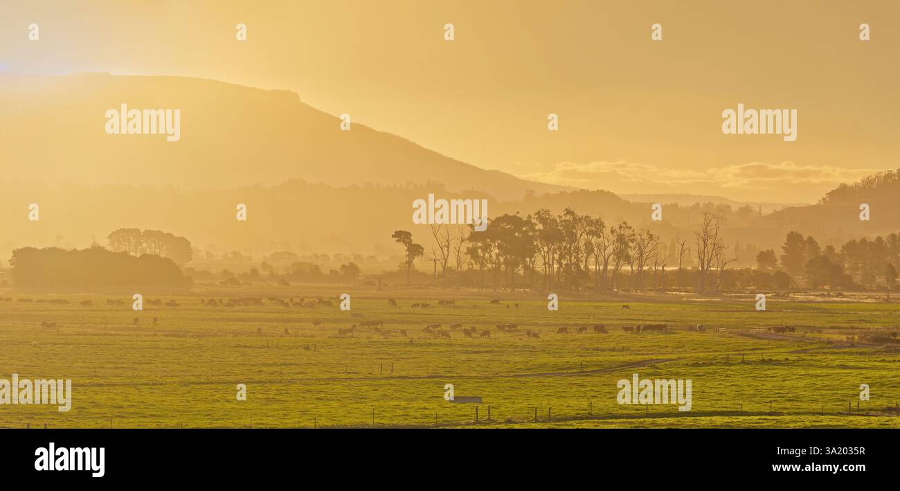Guardando il sole che tramonta un'arancia sui campi erbosi delle fattorie con le colline di bestiame, gli alberi della Meander Valley, Deloraine, Tasmania, Australia Foto Stock