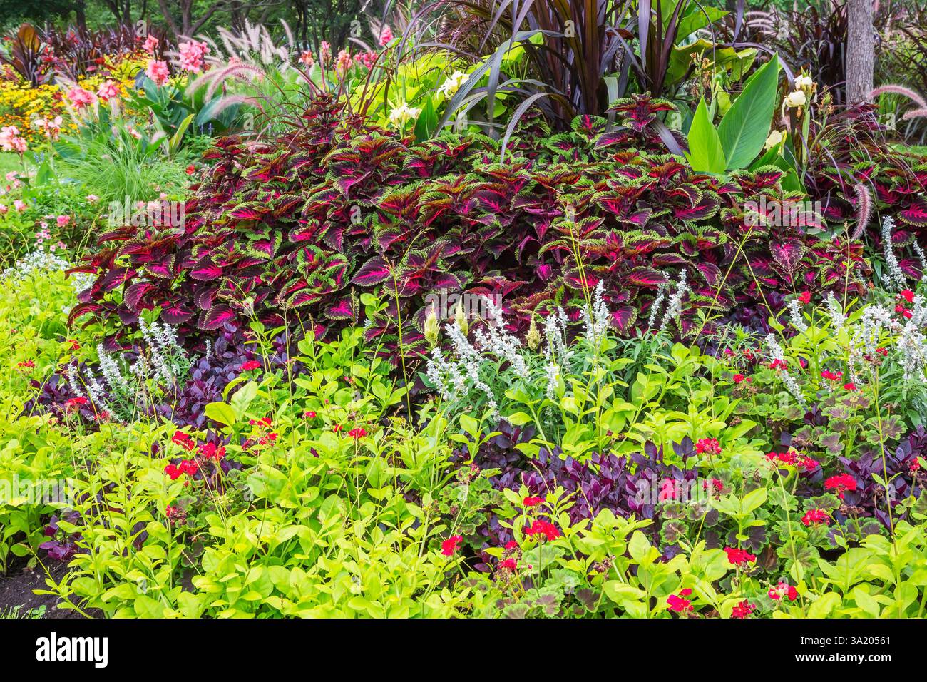 Salvia farinosa - salvia, Pelargonium rosso - gerani, Alternanthera dentata "Cavaliere viola" - Cappotto Giuseppe, Solenostemon variegato viola e verde - Foto Stock