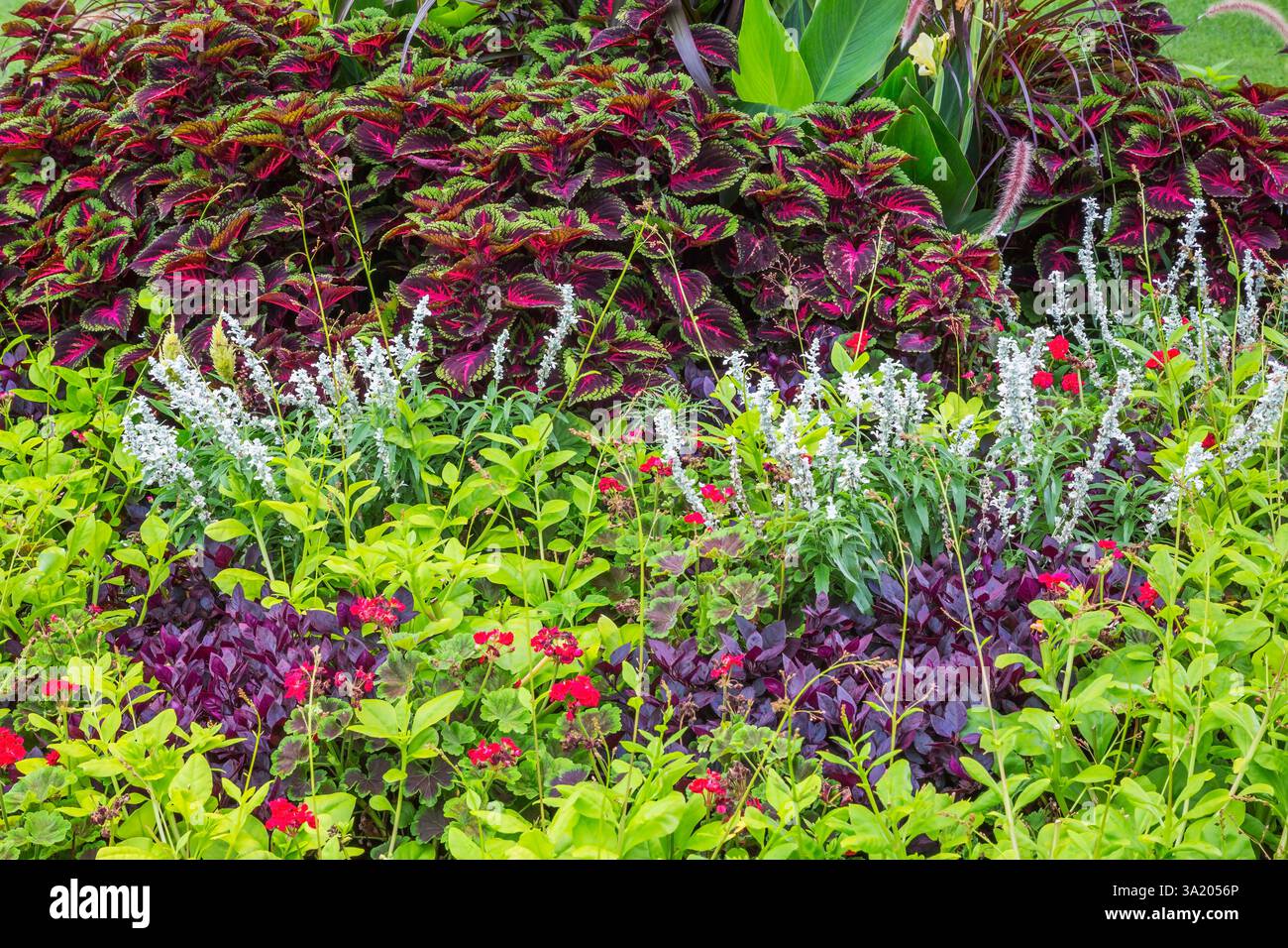 Salvia farinosa - salvia, Pelargonium rosso - gerani, Alternanthera dentata "Cavaliere viola" - Cappotto Giuseppe, Solenostemon variegato viola e verde - Foto Stock