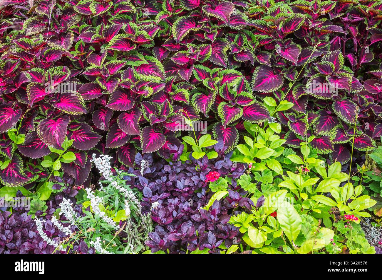 Salvia farinosa - salvia, Pelargonium rosso - gerani, Alternanthera dentata "Cavaliere viola" - Cappotto Giuseppe, Solenostemon variegato viola e verde - Foto Stock