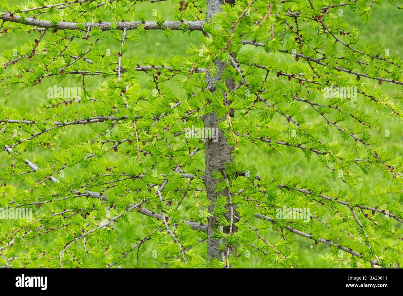 Primo piano di Larix laricina - rami di larice americano o di tamaracchio con foglie emergenti a forma di ago in primavera, Quebec, Canada Foto Stock