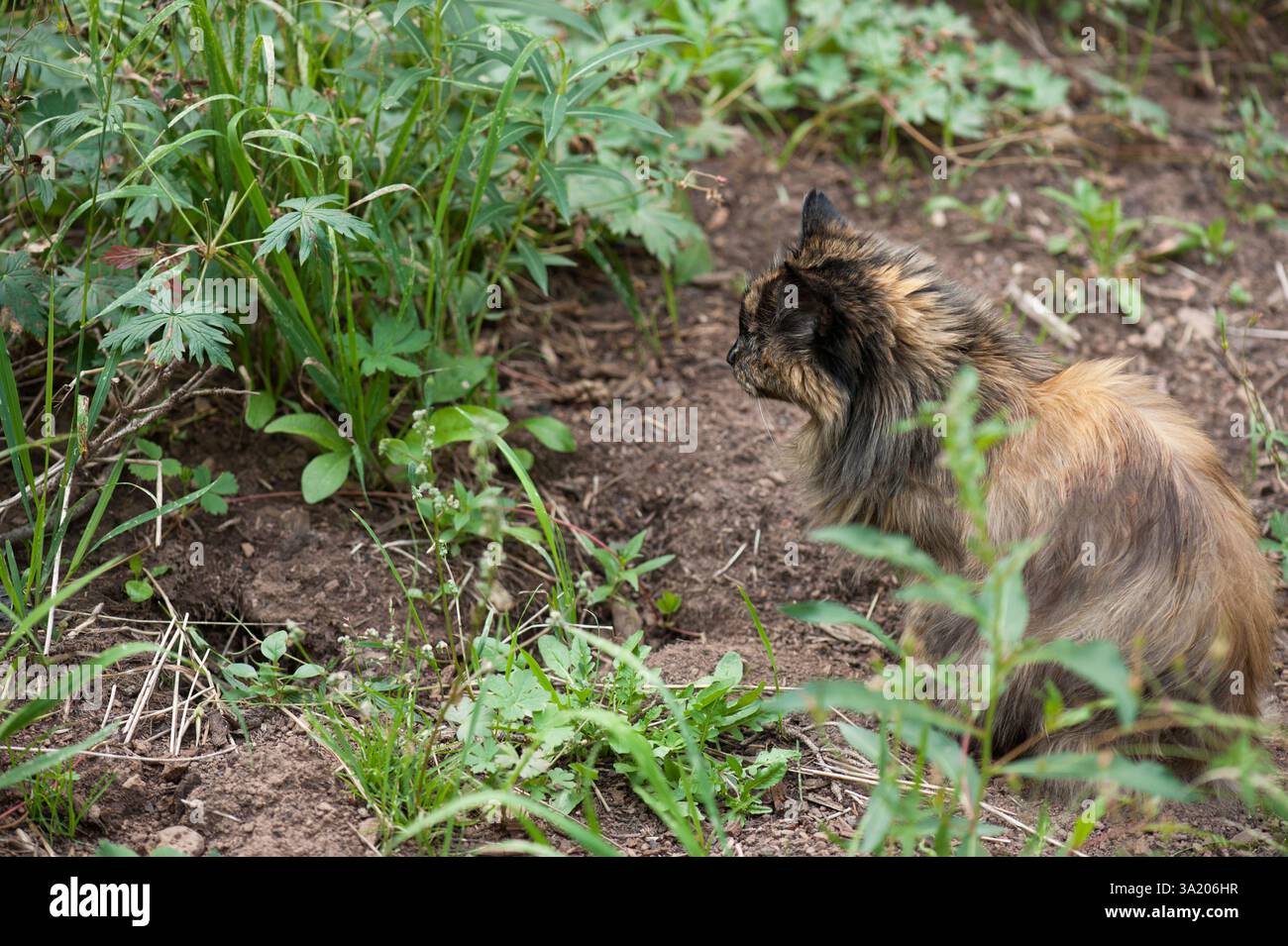 Una casa all'aperto aspetta in un buco nel terreno per far emergere la preda Foto Stock