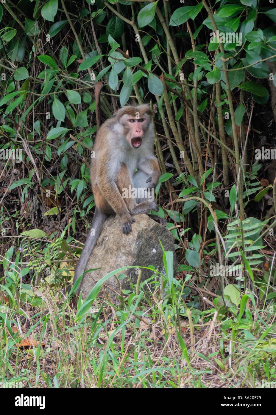 Toque macaque nella foresta sul Pekoe Trail, Kandy, Sri Lanka Foto Stock
